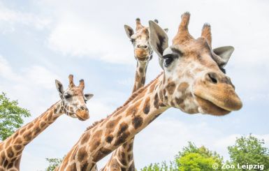 Erleben Sie den Zoo Leipzig - Top Angebot mit Übernachtung im 4-Sterne Atlanta Hotel